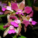 Cattleya leopoldii